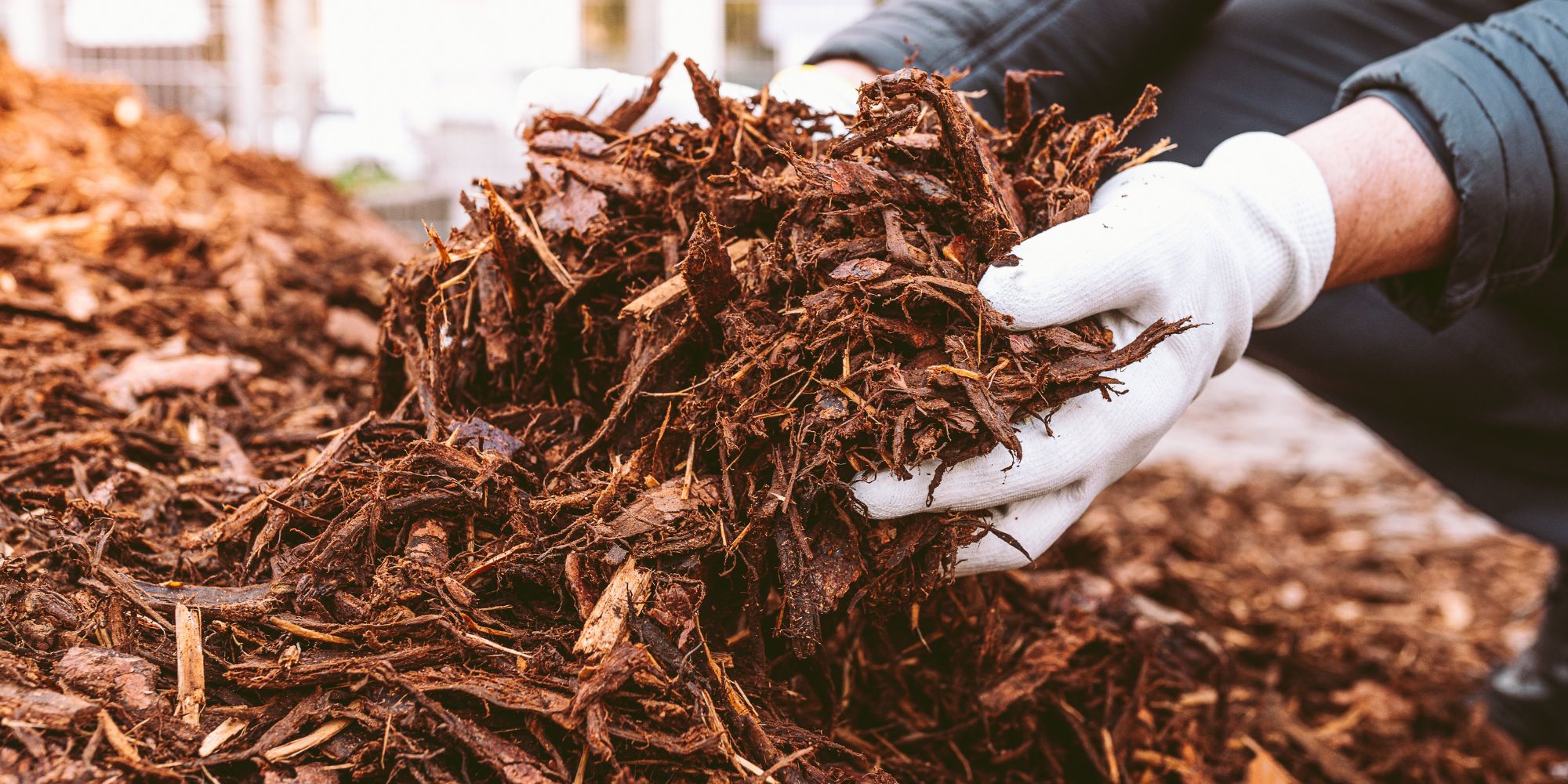 A gardener carrying a handful of mulch